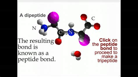 Peptide Bond Formation Biofundamentals Youtube