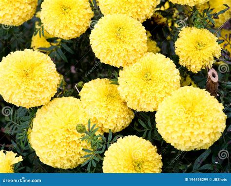 Close Up Shot Of Light Yellow Color Marigold Flower Stock Image Image