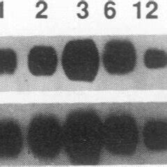 Detailed Time Course Of C Myc Rna Expression In Ml Cells Following