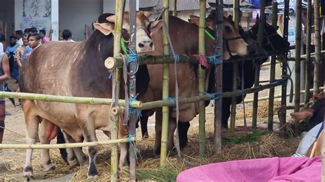 জমে উঠেছে নগরীর অন্যতম পশুর হাট কাজির বাজার ২৭ ০৬ ২৩ Youtube