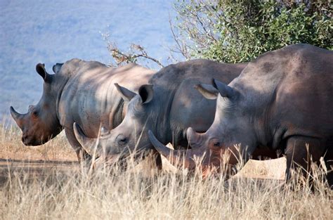 Ten Reasons To Visit HluhluweiMfolozi Park Rhino Ridge Safari Lodge