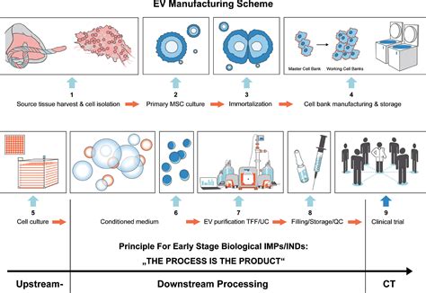 Manufacturing And Characterization Of Extracellular Vesicles From