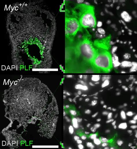 Mouse Trophoblast Giant Cells IMAGE EurekAlert Science News Releases