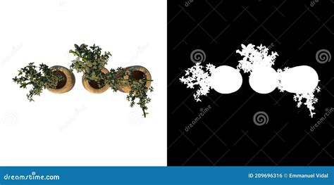 Top View Of Plant Potted Vase With Indoor Plant 12 Tree Png With Alpha