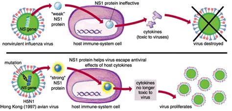 Figure 6 Variants Of The NS1 Protein