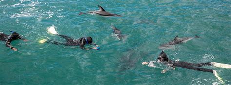 Swim With Dolphins In Kaikoura And Viewing Tour Options