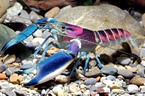 New Colorful Species of Freshwater Crayfish Identified | CFLAS