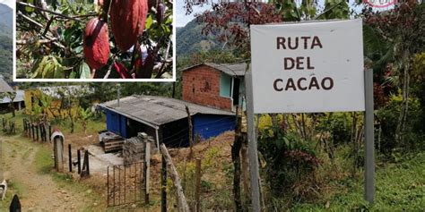 La Ruta Del Cacao Una Apuesta Al Agroturismo Y A La Sostenibilidad