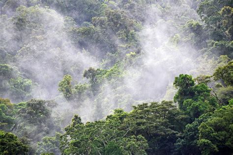 Tropical forest protection and corporate climate strategies | World Economic Forum