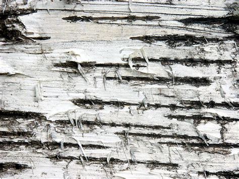 590+ White Birch Wood Texture Stock Photos, Pictures & Royalty-Free ...