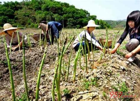 貧困農村做什麼生意最賺錢？貧困農村賺錢項目盤點 每日頭條