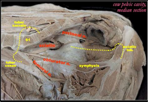 Hindlimb Vessels And Nerves Flashcards Quizlet