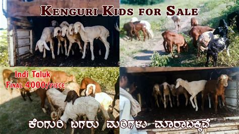 Kenguri Sheep Kids For Sale At Horti Indi Taluk Vijayapura District