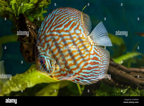 Discus Freshwater Fish Genus Symphysodon In Aquarium Stock Photo Alamy