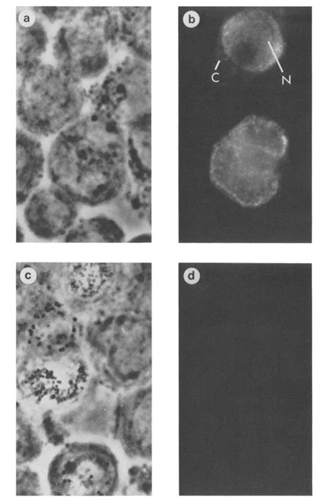 Indirect Immunofluorescence Staining Of Acnpv Infected Insect Cells Download Scientific Diagram