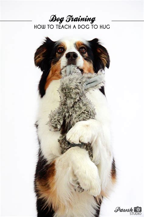 DOG TRAINING: HOW TO TEACH A DOG TO HUG - PAWSH MAGAZINE | A New Breed ...