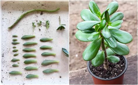 Leaf Succulents