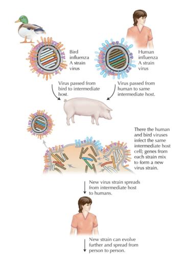 NRSG 258 Infectious Disease Flashcards Quizlet