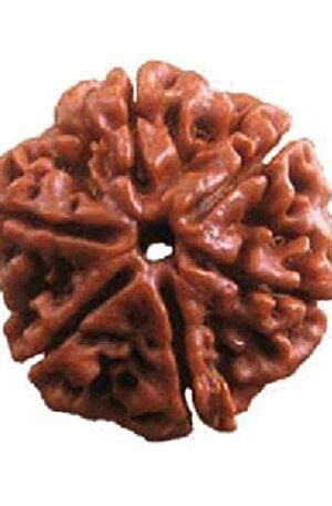 Divya Shakti 100 Original Two Face Rudraksha Pendant 2 Mukhi