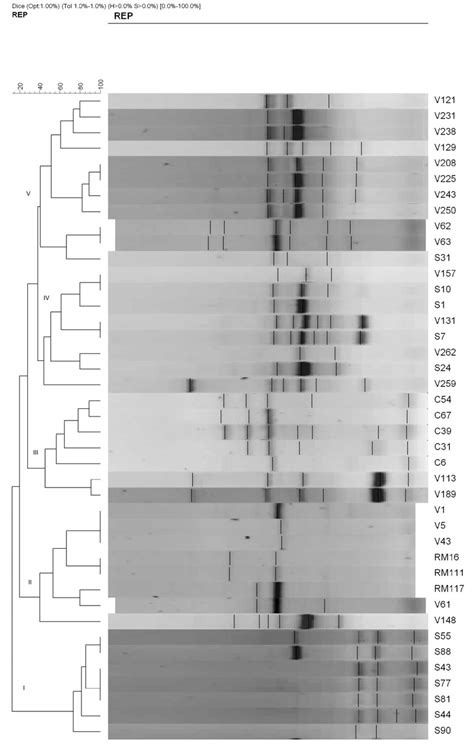 Rep Pcr Dendrogram Representing Similarity Between L Monocytogenes