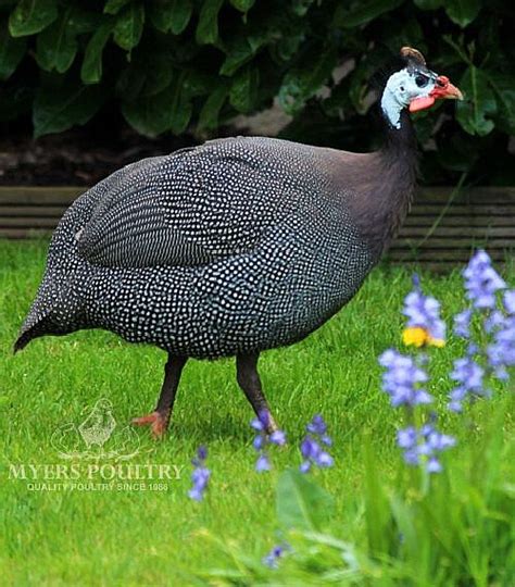 Assorted Guineas For Sale Day Old Poultry Myers Poultry