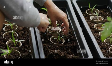 Watering On The Water Spinach Sprout In Home Garden Stock Photo Alamy