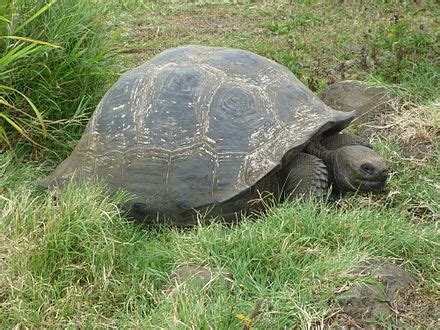 Giant tortoise - Wikipedia