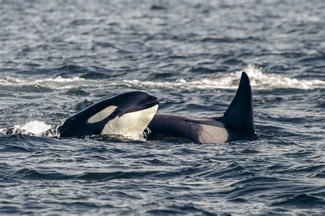 5 Facts About Orcas - Prince of Whales