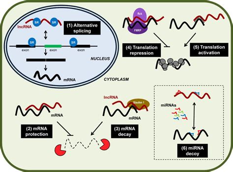 12 Graphical Abstract Examples Images - Graphical Abstract Example ...