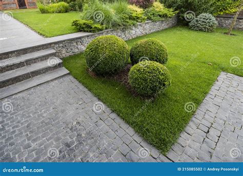 Round Boxwood Bushes Along the Stone Path in the Decor of the Landscape ...