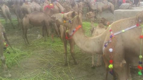 Camel Mandi Sasti Ho Gai Live Soda Kitne Main Bakra Eid 2023