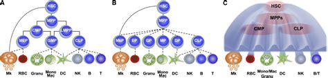 Causes And Consequences Of Hematopoietic Stem Cell Heterogeneity Cell Stem Cell