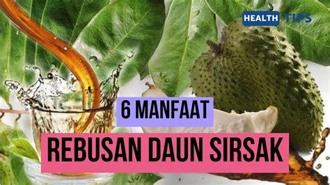 TIPS SEHAT 6 MANFAAT DAUN SIRSAK YANG SUDAH DIREBUS BAGI KESEHATAN