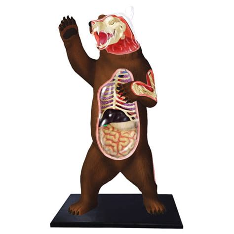 Polar Bear Anatomy Model - Walmart.com - Walmart.com