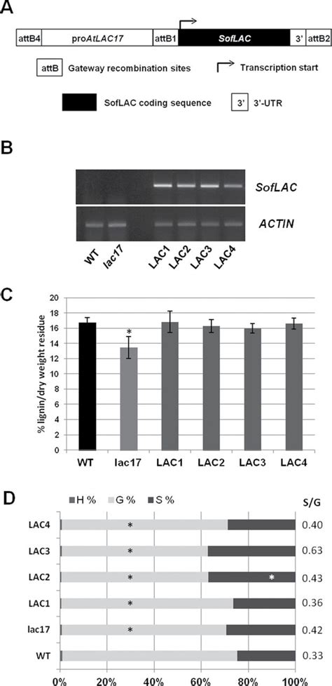 Genetic Complementation Of The Arabidopsis Lac17 Mutant With The