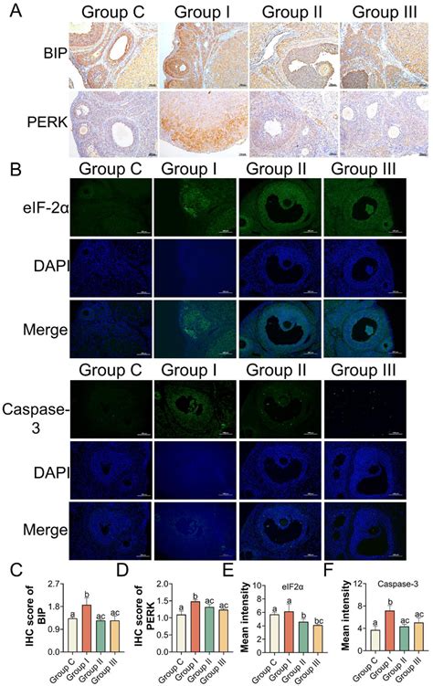 Protein Activity Of Bip Perk Eif And Caspase In Ovaries After