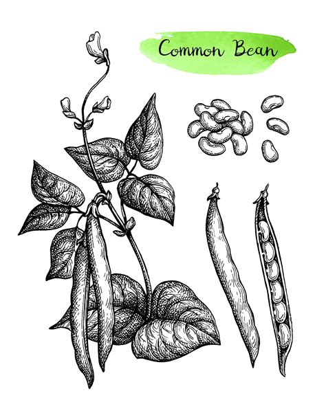 Bean Plant Drawing