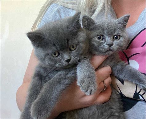 Британські кошенята: 1 000 грн. - Коти Львів на Olx