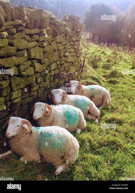 Whitefaced Woodland Ram Lambs Hi Res Stock Photography And Images Alamy