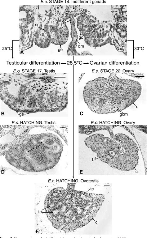 PDF Oestrogens And Temperature Dependent Sex Determination In