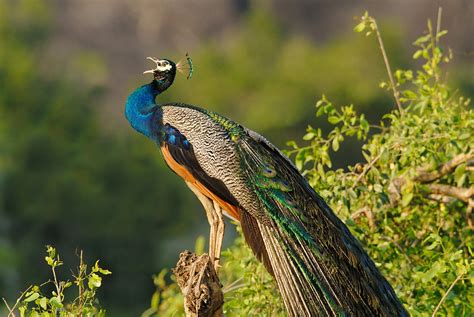 Yala National Park Peacock