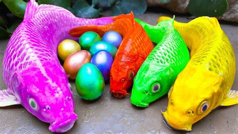 Funny Stop Motion Rainbow Koi Carp Fish Animation Colorful Koi Pond