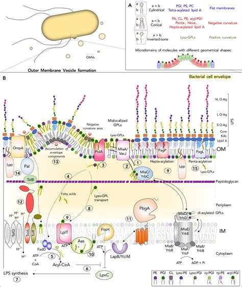 Outer Membrane Lipid Secretion And The Innate Immune Response To Gram