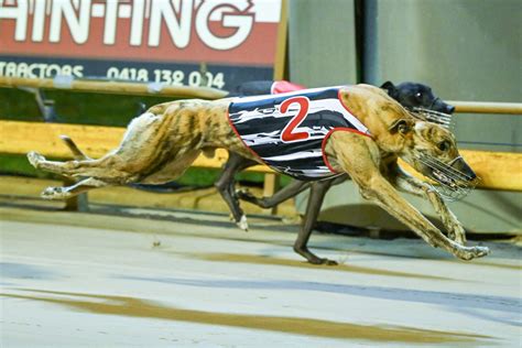 Salad Dodger Eyes Temora Cup Redemption Greyhound Recorder