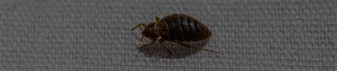 Bed Bug Extermination Granbury Tx Wise Chem Safe Pest Control Gc