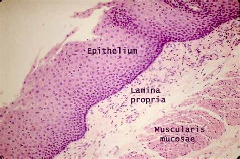 Histology Of Mucosa Layer Of The Digestive System S Alimentary Canal