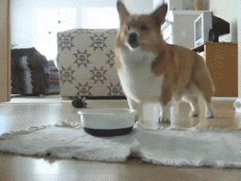 Dog Dancing GIF - Find & Share on GIPHY