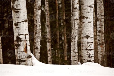 Aspen Tree Trunks In Winter 6278342 Stock Photo At Vecteezy