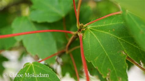 Acer Rubrum Maud Gordon Holmes Arboretum Suny Buffalo State University