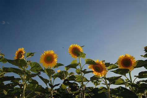 Sunflower field view 12690820 Stock Photo at Vecteezy